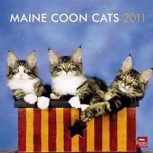  2011 Cat Calendars Maine Coon Cats   12 Month   30x30cm 