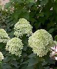    Hydrangea  Compact Flowering Shrub   Hardy   Proven Winners  