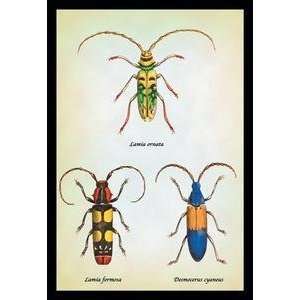 Vintage Art Beetles Lamia Ornata, L. Formosa and Desmocerus Cyaneus 