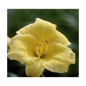   Stella de Oro Perennial Flower   One Gallon Pot Patio, Lawn & Garden
