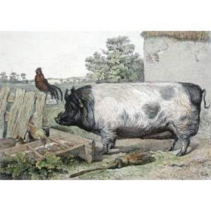  British Boar