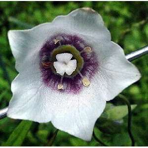  Lilac Eyes Asian Bellflower 4 Plants   Codonopsis Patio 