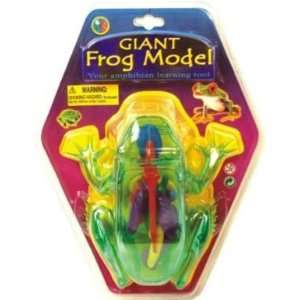  Giant Frog Model Biology Kit Toys & Games