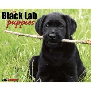  Black Lab Puppies 2012 Wall Calendar