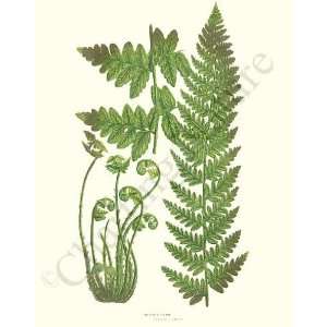  Botanical Fern Print Crested Fern   Lastrea cristata 