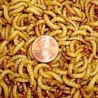 Live Super Worms 1000ct reptile food trout fishing freshwater bait 