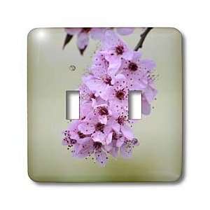    Sweet Spring  Cherry Blossom Flowers  Floral Photography   Light 