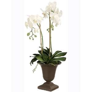   Phalaenopsis Orchid Plant w/Leaf in Metal Urn Cream Green (Pack of 2