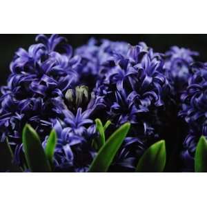  Blue Hyacinth Group Flower Photograph