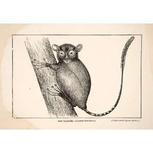  1910 Wood Engraving Tarsier Mammal Primate Animal Wildlife 