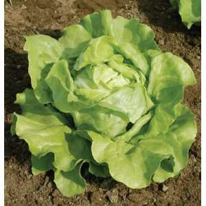  Davids Non Hybrid Organic Boston Head Lettuce Sylvesta 