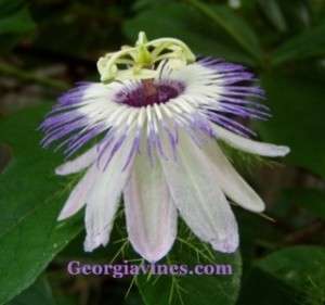 Passiflora FOETIDA or Love in Mist 10 seeds  
