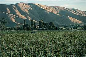 brancott vineyards is the name chosen by new zealand s montana wines 