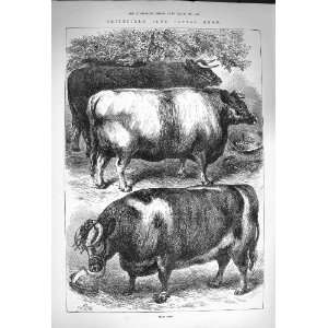   1873 Smithfield Club Cattle Show Oxen Prize Sheep Pigs