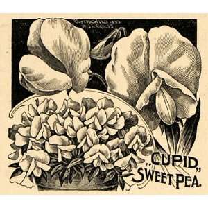  1896 Print Cupid Sweet Pea Flower Plant Botanical Seed 
