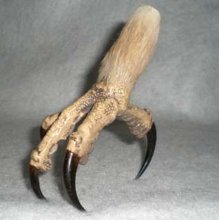 Eagle Foot, Full Size, Closed, Reproduction w Hair  
