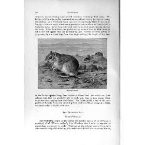  Egyptian Gerbil Rodent Natural History 1894 95 Print