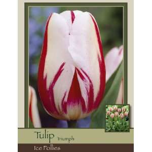   Farms Tulip Triumph Ice Follies Pack of 50 Bulbs Patio, Lawn & Garden