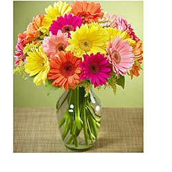 Valentines Day Pre order) Colorful Gerbera Daisies  