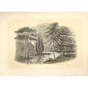 Pine Cypress Copher Wood & Cedar 1860 Engraving 