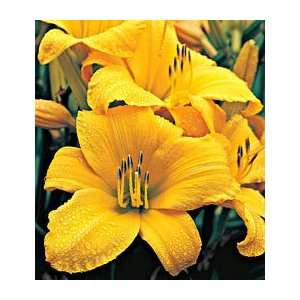 Hemerocallis Buttered Popcorn  Grocery & Gourmet Food