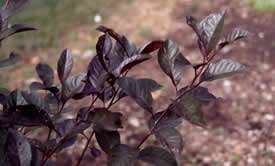 Purple leaf sand cherry plum tree shrub plant 2 Z 2 9  