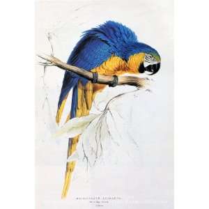  Blue and Yellow Macaw