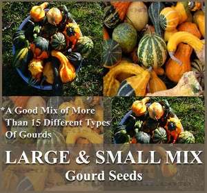 30 LARGE & SMALL MIX Gourds seeds   15 DIFFERENT TYPES Bushel Dipper 
