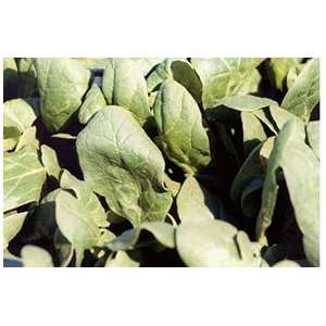  7 Green F1 Hybrid Spinach seed, 50,000 Seeds Patio, Lawn 