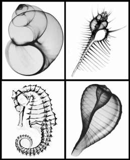 Radiographic prints of seashells xray photos  
