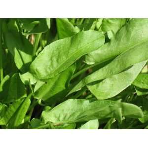 Sorrel Perennial Herb   Heirloom   3 Pot   Salad Green Very High in 