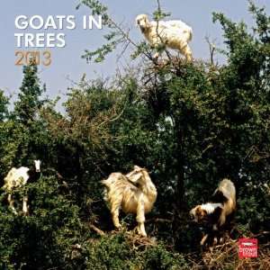  Goats in Trees 2013 Wall Calendar 12 X 12 Office 