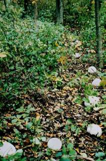 GIANT PUFFBALL Langermannia gigantea mushroom spawn dried mycelium 