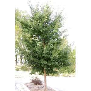  ELM ALLEE / 2 gallon Potted Patio, Lawn & Garden