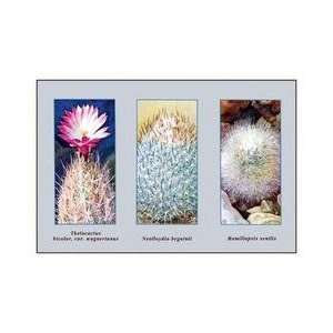  Thelocactus Bicolor Var Wagnerianus 12x18 Giclee on canvas 