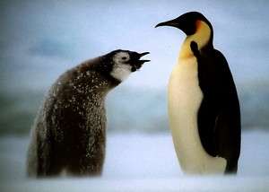 Postkarte Königspinguin mit Küken, Antarktis   penguin  