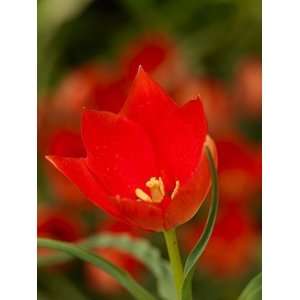  Tulipa batalinii Red Gem   100 per Box