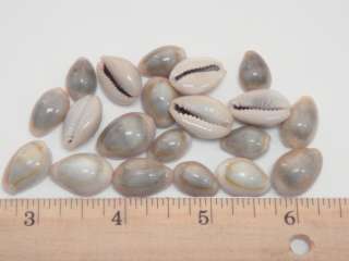 RING TOP COWRIE SEA SHELL BEAD CRAFT 1/2 20 PCS #7375A  