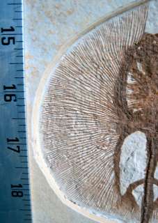 rm69   Fossil Fish Plate   2 Juvenile Stingrays + Phareodus + 2 