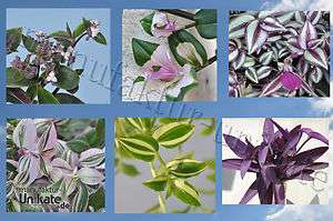 Tradescantia, Dreimasterblume, Gottesauge   pflegeleicht 