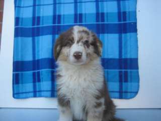 Wunderschöne Australian Shepherd Welpen in Niedersachsen 