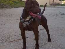 PITBULL TERRIER  (per accoppiamento) misure standard