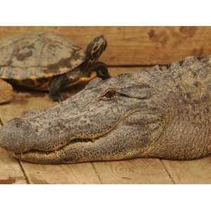 Large Alligator and Turtle Make Strange Friends at a Gator Farm 
