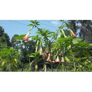  1 Gallon Angel Trumpet Brugmansia Pink Tree Bloom Live Plant 