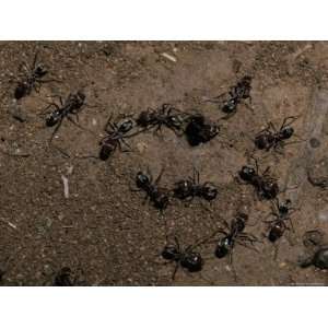  Meat Ants, Iridomyrmex Species, Defend a Colony Nest Hole 