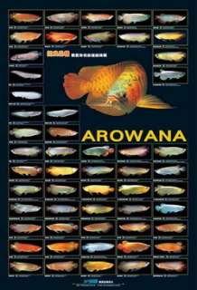 AZOO Generation OF AROWANA FISH AQUARIUM Poster  