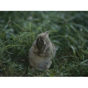  A Baby Cottontail Rabbit Washes its Face Premium 