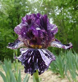   ANN Iris FRAGRANT STREAKED PURPLE 07 Perennial Rhizome Bulb  