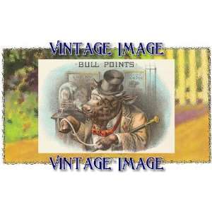   Fridge Magnet Animals Bull Points Vintage Image