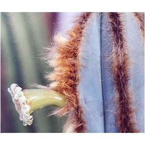  25 Great Column Cacti Seeds Patio, Lawn & Garden